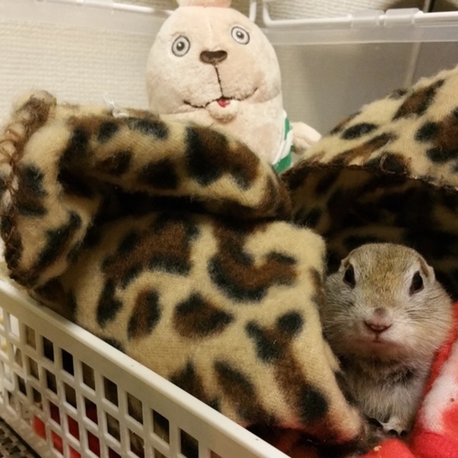 ori711のカバー写真