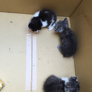 里親募集しています！