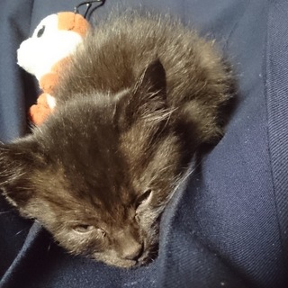 子猫の里親募集します｡