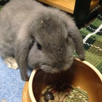 雷牙（らいが）