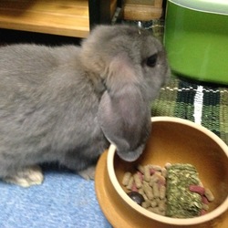 「らいが　がうちにやってきた日（2015/5/10）」サムネイル2