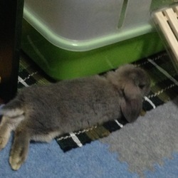 「らいが　がうちにやってきた日（2015/5/10）」サムネイル3