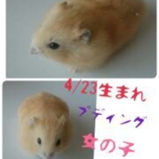 プディングハムスター　女の子　4/23生まれ
