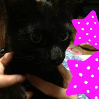 ヤンチャな猫ちゃんです！