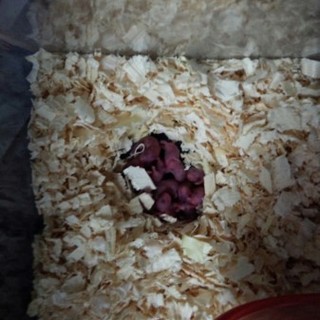 ♪ジャンガリアンハムスターのベビー♪