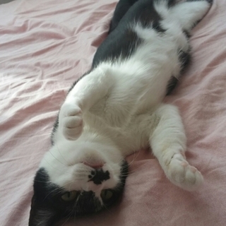 お市♡人懐こい