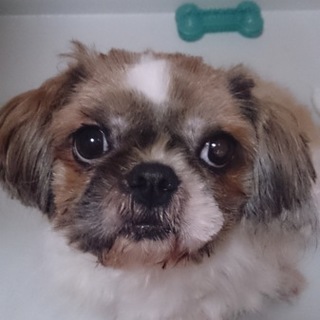 人懐っこいシー・ズーです!