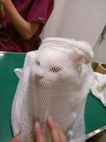 白豆☆ベタベタの甘えん坊 サムネイル2