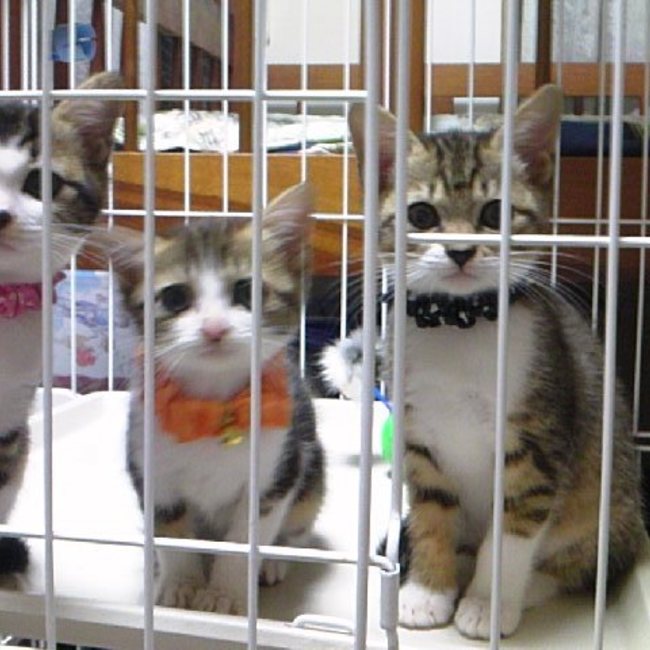 湘南ねこの会のカバー写真