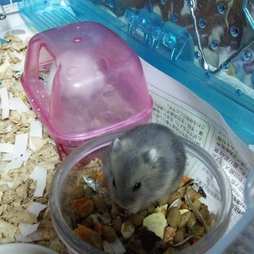 子ハム ブルーサファイア