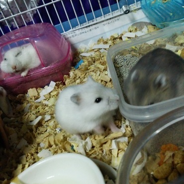 子ハム ブルーサファイアとパールホワイト(後方はママハム)