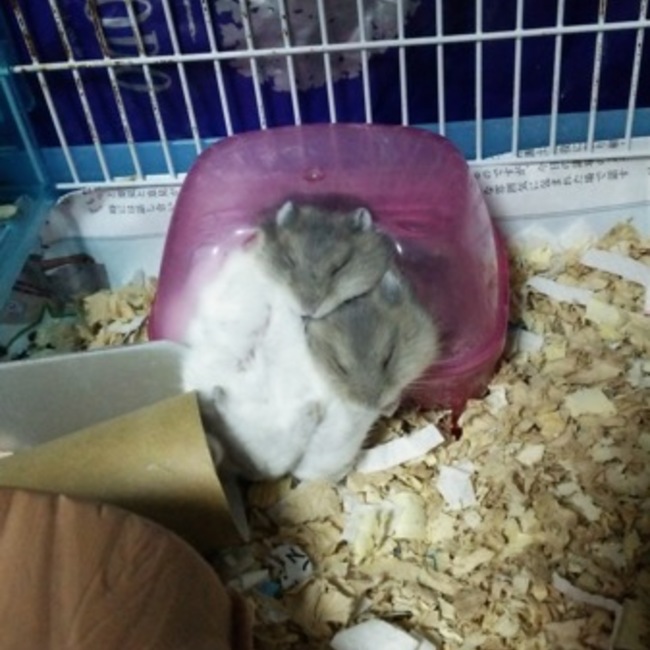 LILIKO+のカバー写真