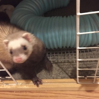 フェレット里親募集！マロンちゃん