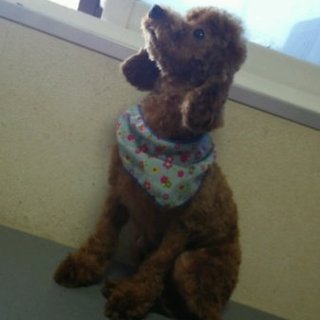 トイプードルの里親募集