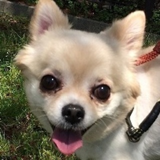 里親決定★警戒心が強いポメミックス風？チワワ