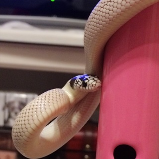 里親決定しました！