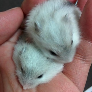 ジャンガリアンハムスターの赤ちゃん里親募集