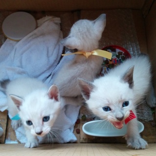急募！かわいい子猫の里親