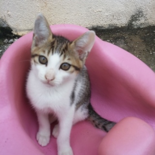 可愛いブチトラ男の子★