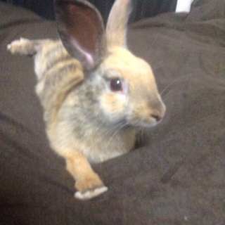 【現在交渉中の為募集停止中】ミニウサギ♂
