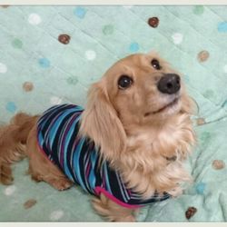 『懐かないでしょ？』