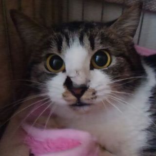 可愛いシロキジのララチャン