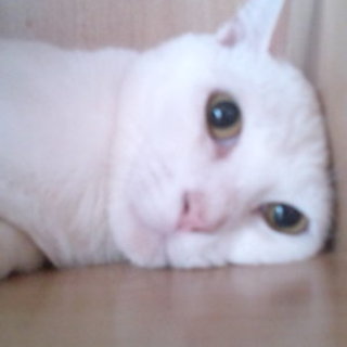 トライアルの為、一旦中止。優しき男の子