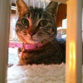 さっちゃん　きじとら　メス