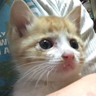 ◆まんまるお目目の茶白の女の子◆