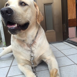 里親募してます‼︎ヨロシクお願いしします‼︎