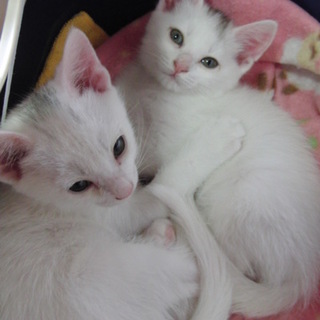 可愛い☆白子猫のヒカル君と小梅ちゃん♪