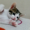 生後１ヶ月5子猫の内４猫終了/ママ猫+白キジ募集中 サムネイル6