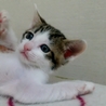 生後１ヶ月5子猫の内４猫終了/ママ猫+白キジ募集中 サムネイル2