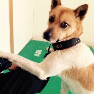 【正式譲渡しました！】メス・中型・短毛・忠犬タイプ