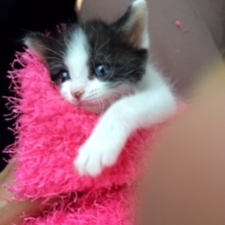 甘えん坊のハチワレちゃん 