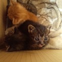 生後3週間の元気な5匹兄弟！