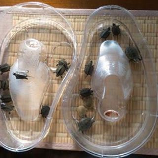 クサガメのH27生まれ。