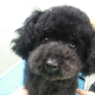 プードル女の子 性格良いです