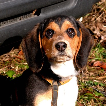 幼犬の頃のアンデイ