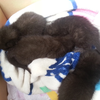 黒猫４匹ちゃん