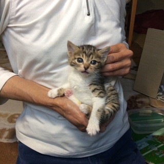 子猫4姉妹の里親さん募集中