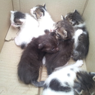 生後約３週間の子猫６匹です