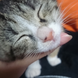 一緒に寝てくれるよ(*´∇｀)可愛い三毛猫！