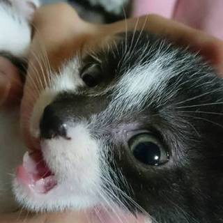 よく食べよく寝る白黒猫！