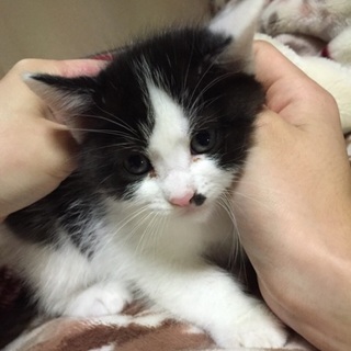 子猫達の里親募集中♪