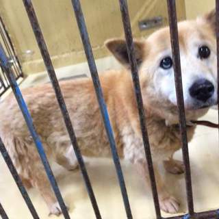 この子の命を救ってください。