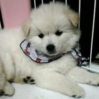 ２～３ヵ月・茶白ふわふわ・オス