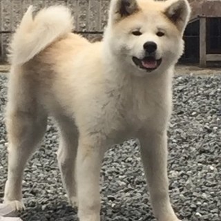 生後５ヶ月の男の子です