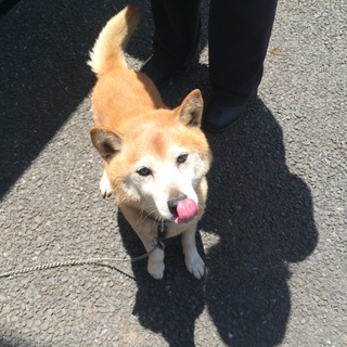 飼い主さんが病気で手放された柴犬オス