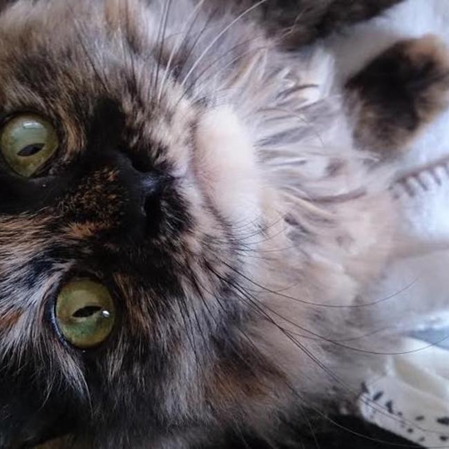 中村 ナカムラのカバー写真